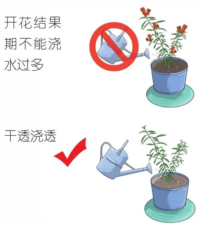小技巧扛把子教你如何种植石榴,栽石榴方法和技巧