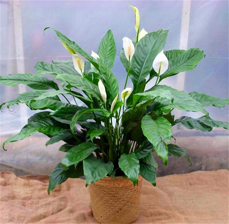 6种“健康花”，卧室一放，废气吸光，不失眠，睡觉香