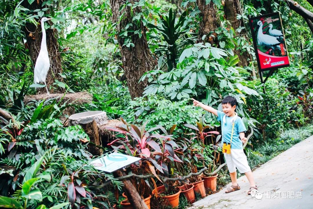 长隆飞鸟乐园长隆熊猫酒店怎么选,周一长隆野生动物园游玩攻略