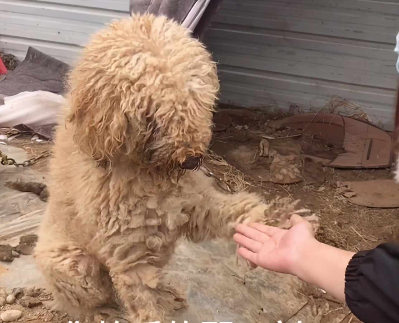 巨贵犬可以在农村生活吗,巨贵犬几百块的能买吗