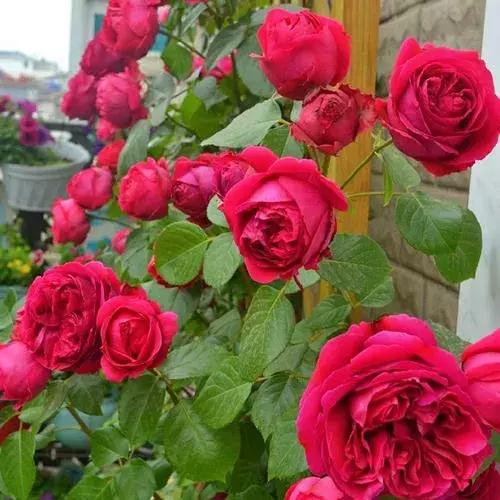 这10种花不怕晒,这3种花不能懒着养