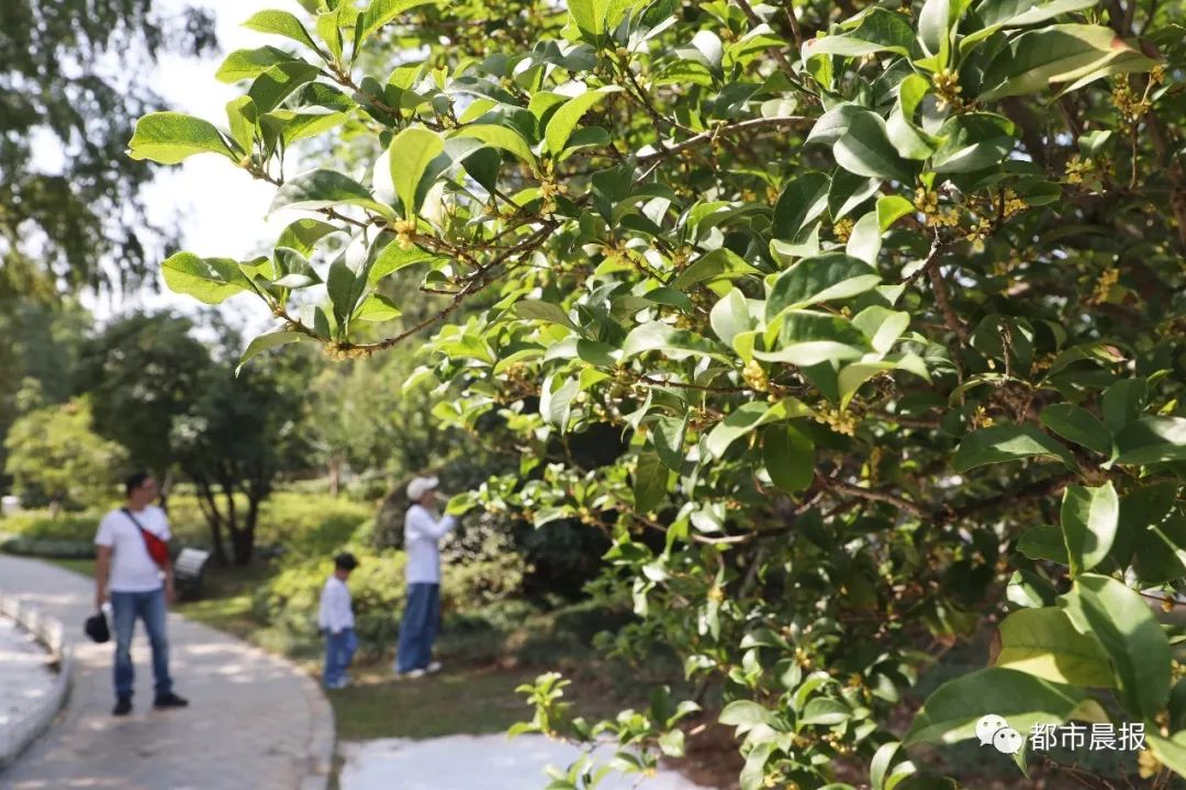 徐州市区桂花地图上线，能看又能吃！趁着十一假期快去吧