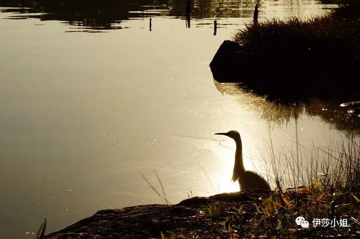 不看樱花能不能进武大,看樱花不一定要去日本的说说