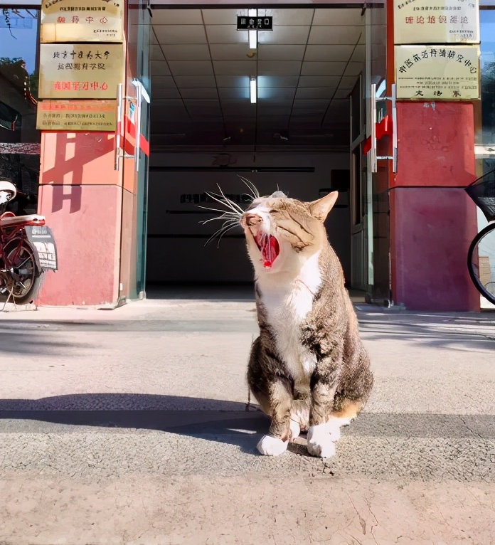 一到毕业季,我们大学的校猫就疯了哈哈哈