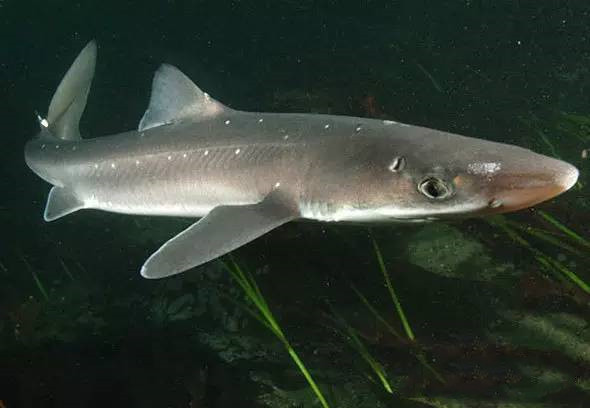 鲨鱼的种类及名称视频,鲨鱼的种类和生活习性