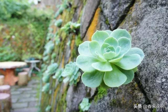 这几种植物越养越值钱,这几种花你养过吗