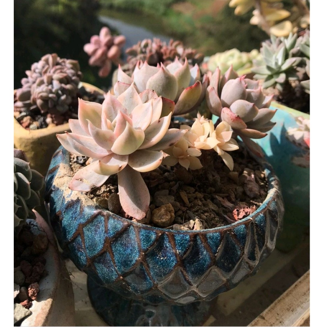 多肉爱长草怎么办,多肉爱火怎么养