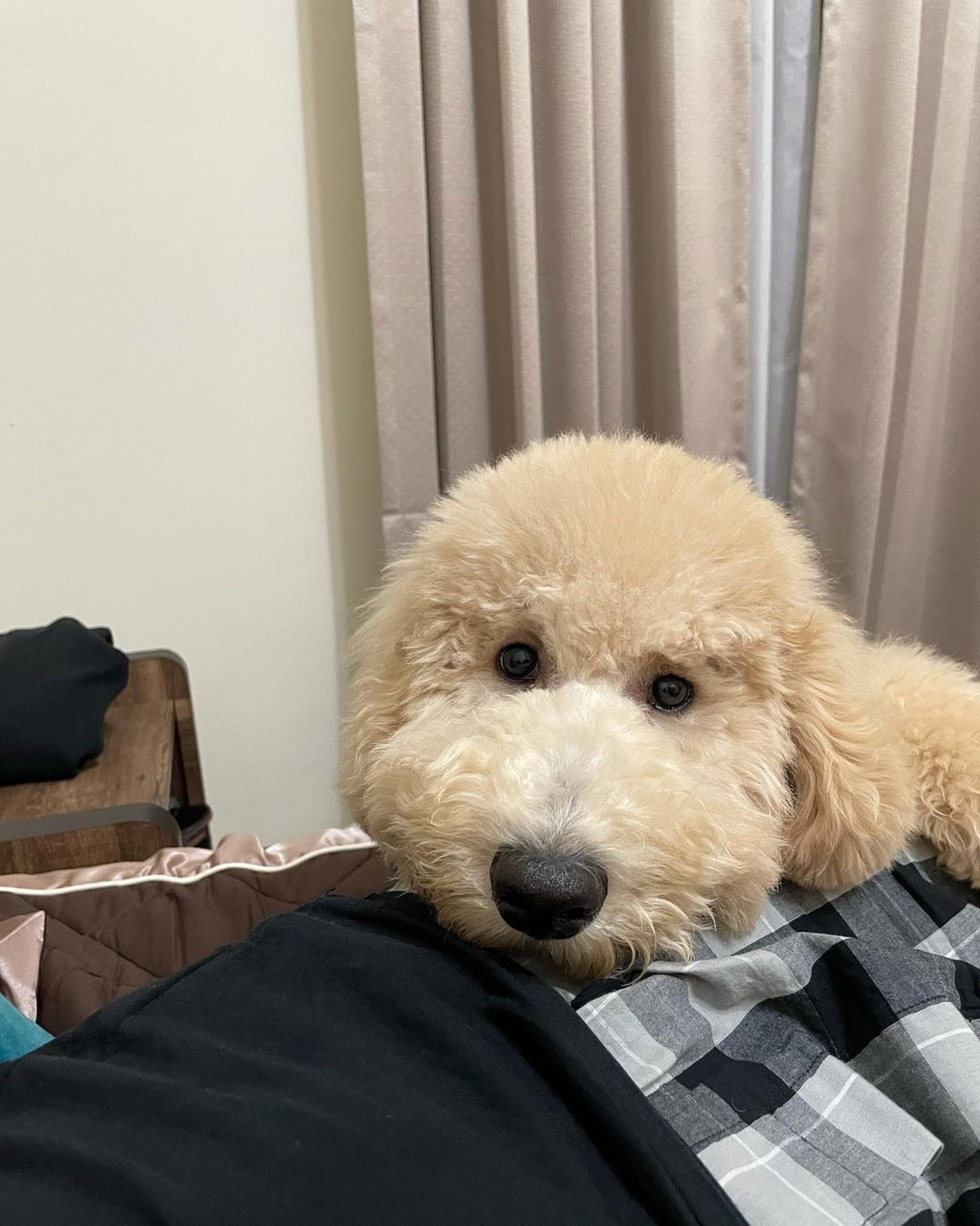 巨型贵宾犬发狂,巨型贵宾犬在家乱叫