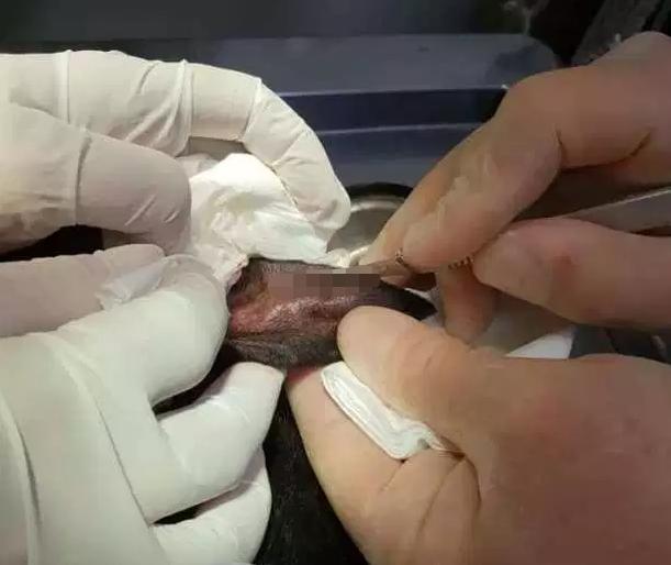 狗耳血肿手术,狗耳血肿手术费用