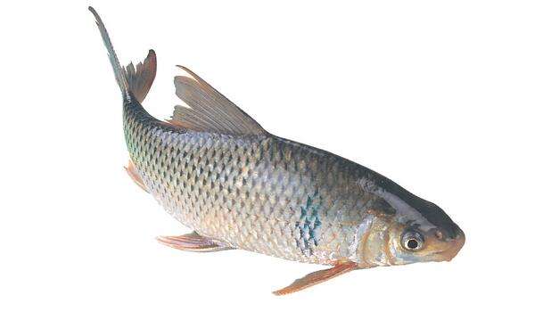 鲮鱼怎么钓才好吃,钓土鲮视频土鲮鱼好吃吗