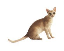 黄色背脖子白色的猫猫是啥种类,猫猫种类价格