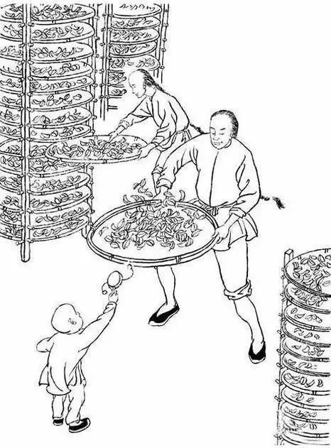 这份泡茶笔记值得收藏,武夷岩茶基本知识有哪些