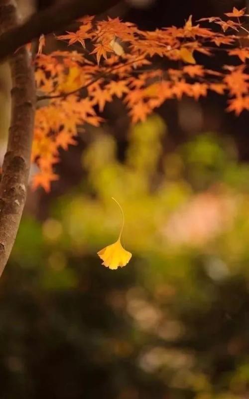 一次种植全口牙反应大么,一次种四颗牙会不会疼得受不了