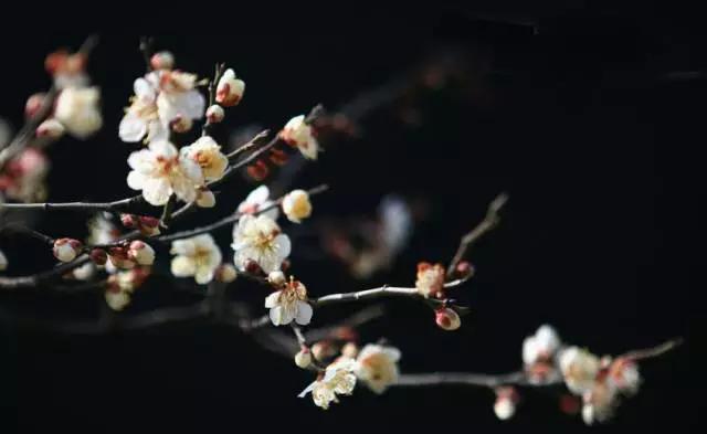 中国十大名花你认识几种呢,中国十大名花你喜欢哪种呢