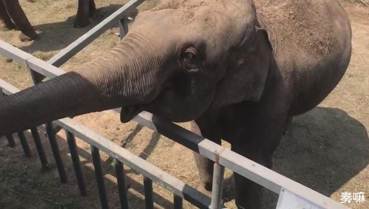 洛阳隋唐植物园五一期间要门票吗,五一去昆明植物园还有花可看的吗