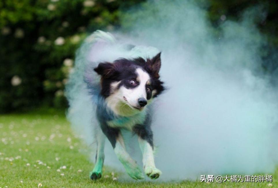 边牧的优点和缺点,为什么养了边牧