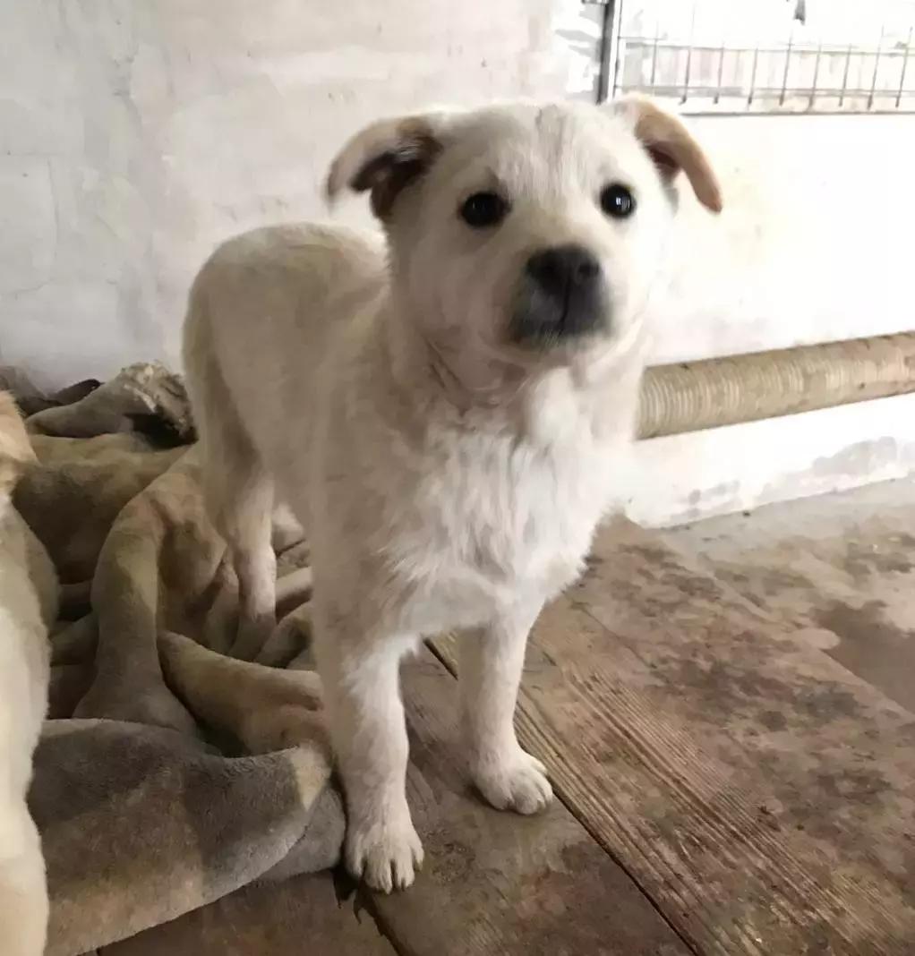 给它们一个家|线上宠物领养日,201903101