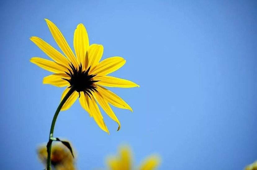 教育部宣布足球进入中考考核项目,足球真的被纳入考试项目吗