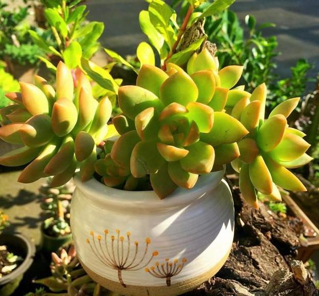 花草黄叶烂根怎么回事,养花草35年也不积水烂根黄叶