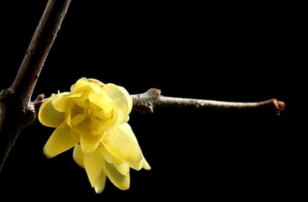 傲雪凌霜的腊梅正在绽放,傲立寒冬的腊梅
