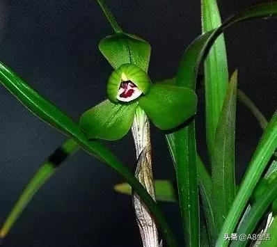 每日一品～中国兰花～春兰茗品～美芬荷