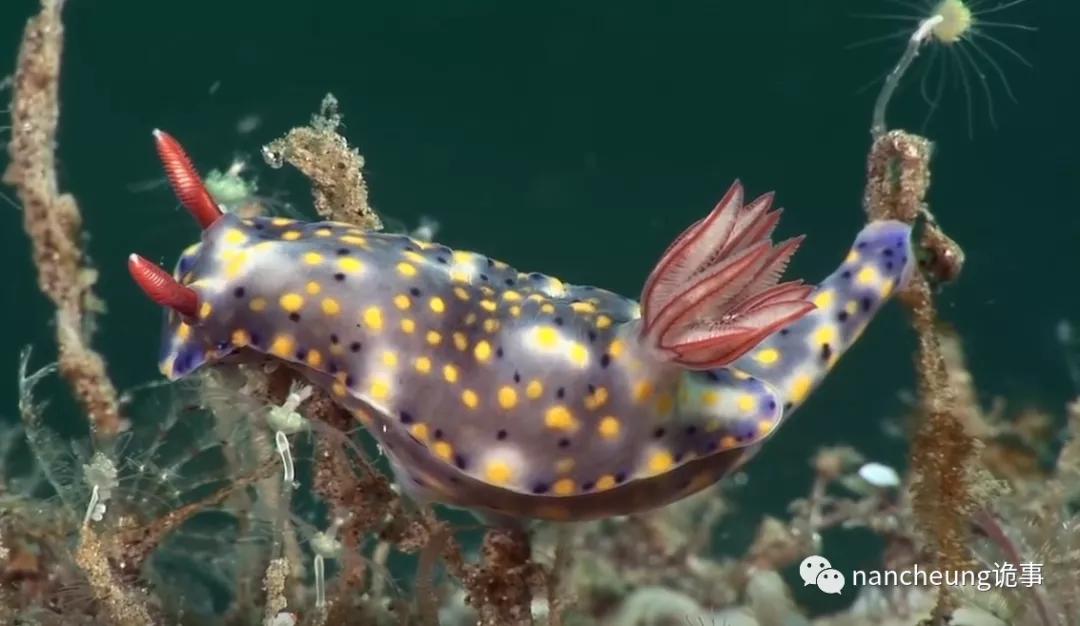 深海迷航第49天神秘生物,深海海底神秘的10种生物