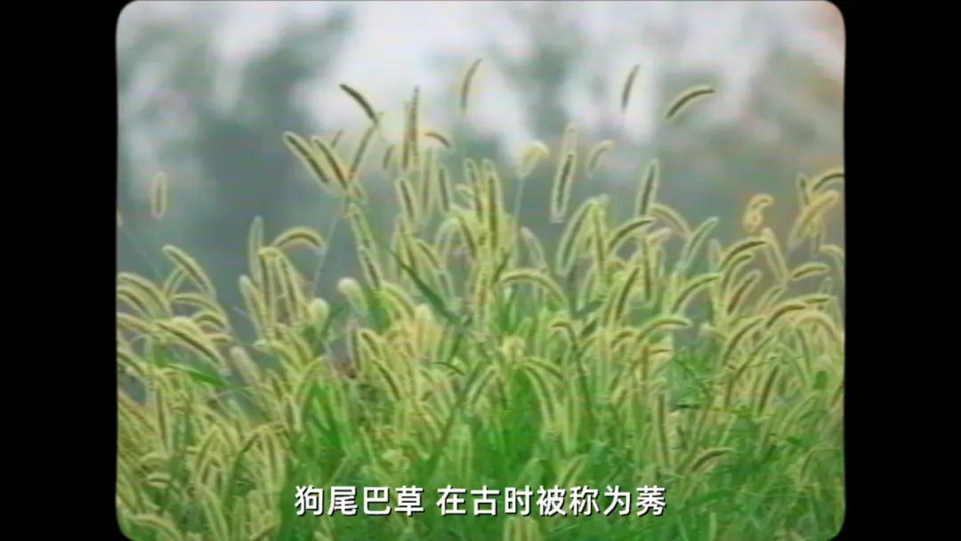 五大松江新城,松江五大新城之首