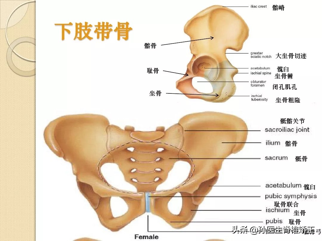 人体解剖学骨骼学思维导图,人体骨骼解剖学纪录片