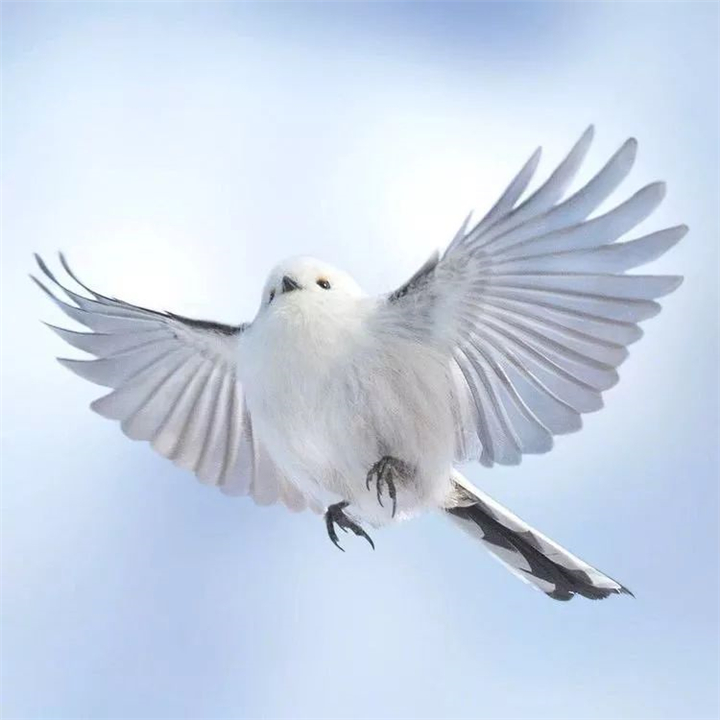 因为太萌差点成为“国鸟”的小肥啾：美丽在可爱面前一无是处