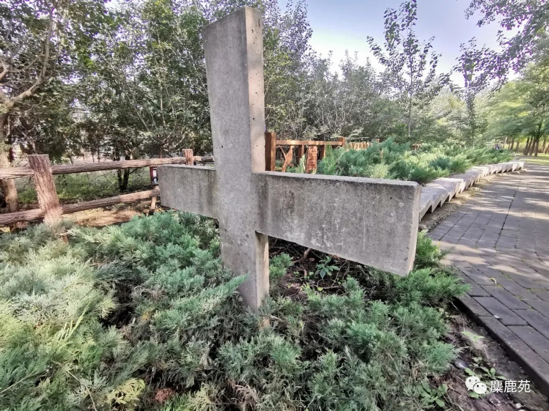 北京世界灭绝动物墓地,世界灭绝动物的墓地在哪里