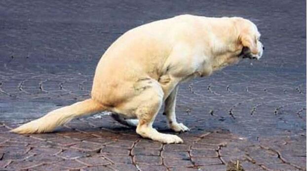 狗狗肛门腺发炎怎么办,狗狗肛门腺发炎症状有血水