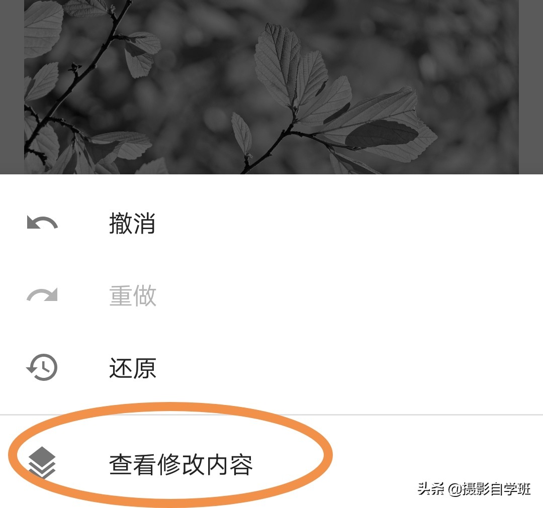 怎么拍出有质感的植物,如何拍出植物特别绿