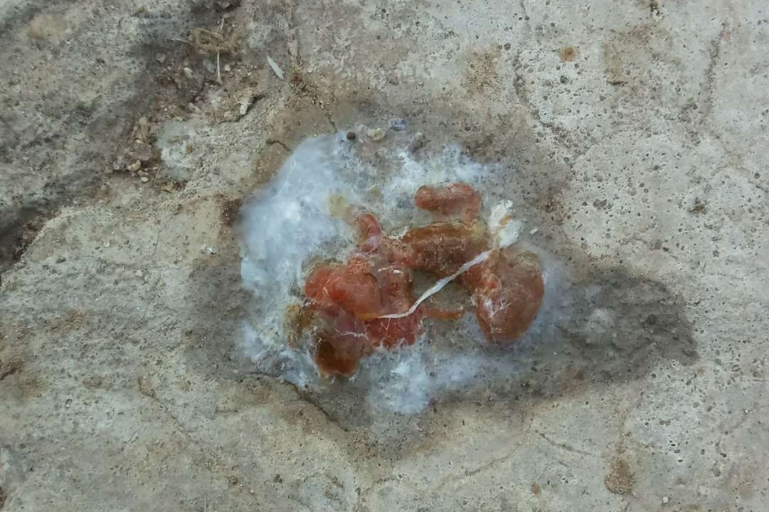 家禽顽固性肠炎，治标治本是关键,良心推荐