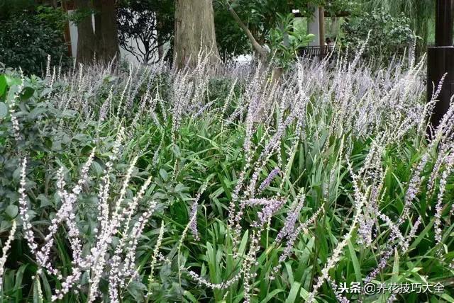 常见小区绿化100种植物图片,常见的水生植物有哪些种