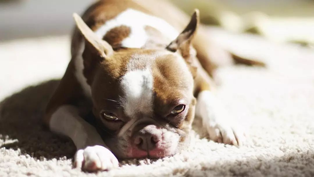 狗狗在消失一段时间又回来了,狗狗被人遗弃一年后长成怪物