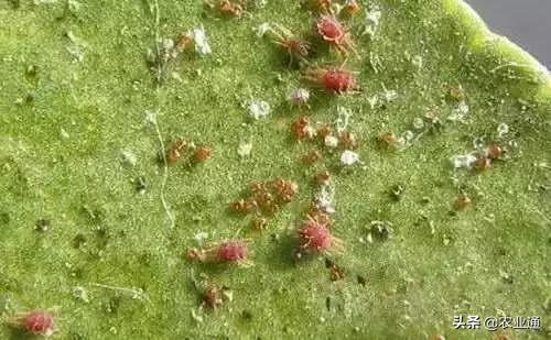 家庭防治虫害的最佳方法,病虫害防治小妙招