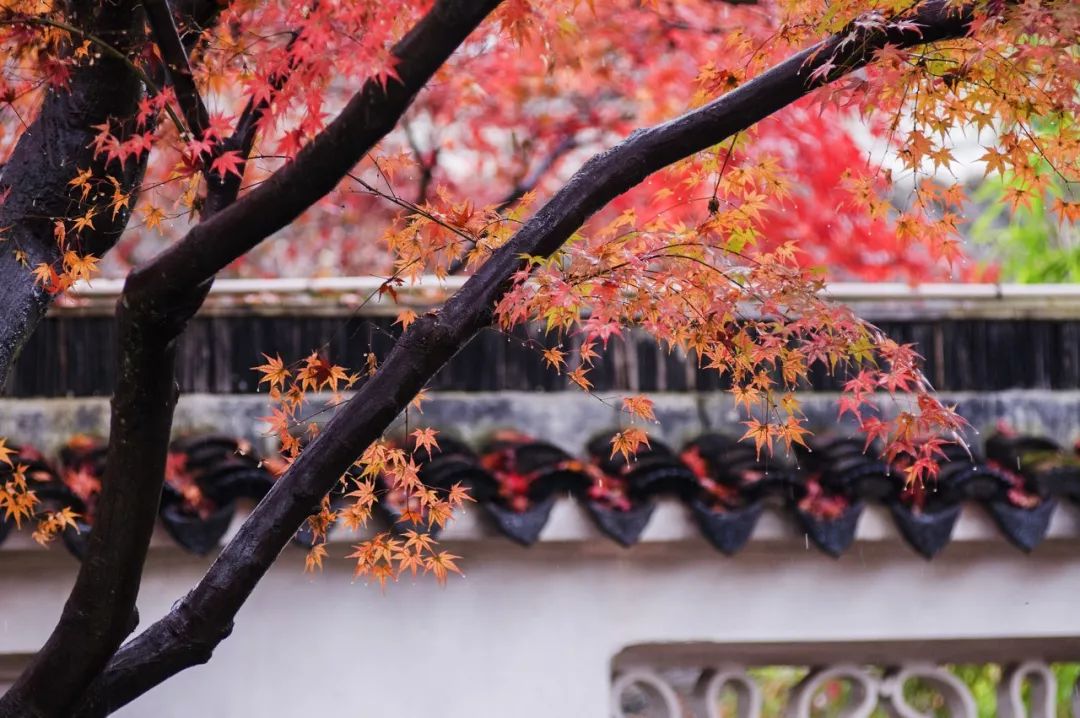 一入秋苏州成姑苏,秋色一入秋苏州就成了姑苏