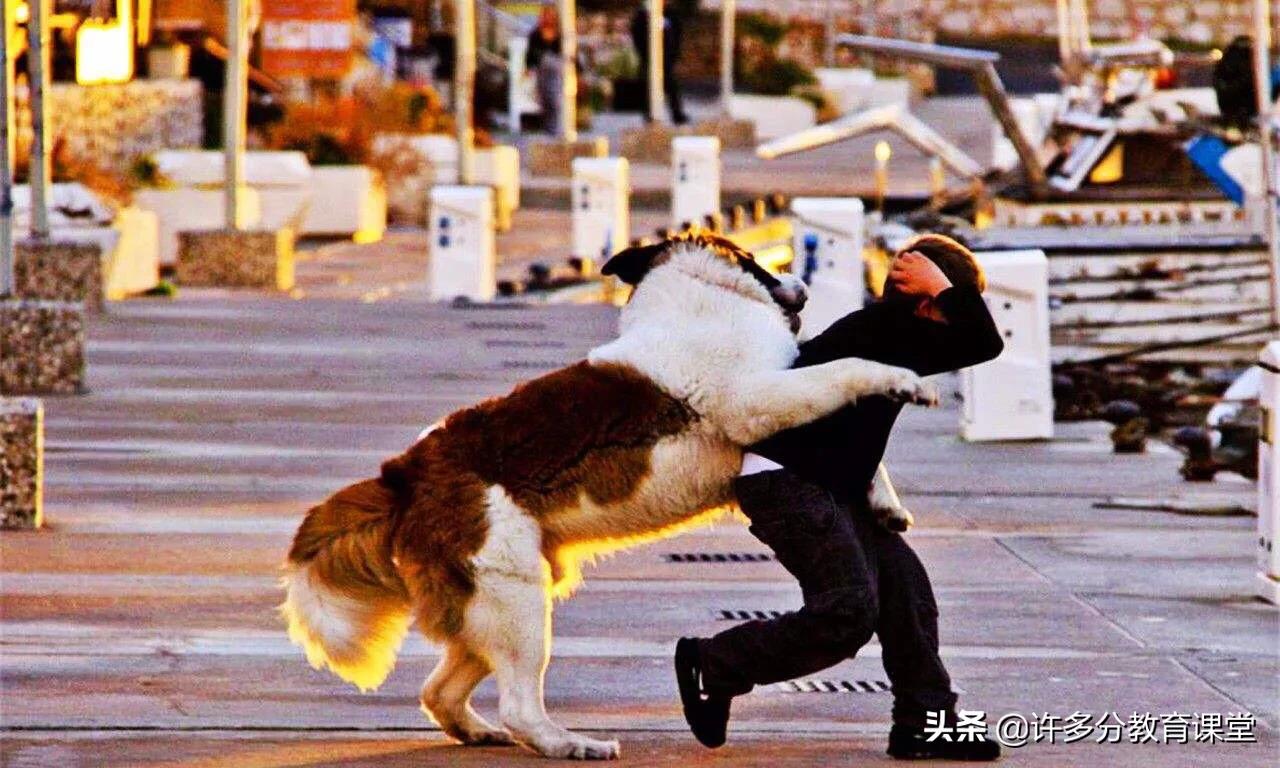 河北保定女童被2恶犬咬死，教你遇到恶犬咬人如何自救和救人