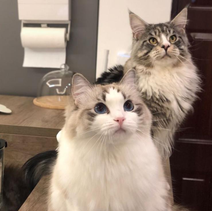 温柔的巨人猫视频,温柔的巨人布偶猫