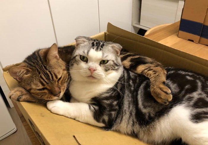 猫咪费洛蒙对猫有危害吗,猫咪费洛蒙使用注意事项