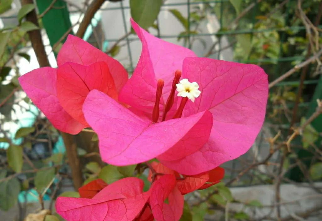 养三角梅寓意不好吗,养三角梅配什么花好看