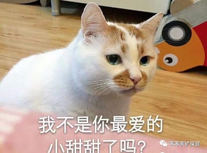 猫咪突然失明了怎么回事,猫咪频繁流口水怎么办