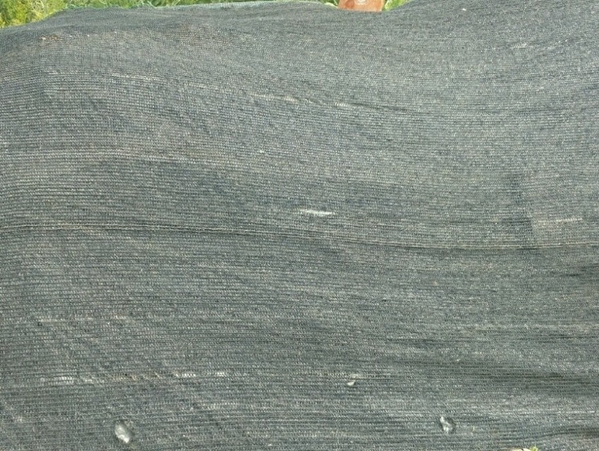 秧田壮苗促根用什么好,旱地育秧苗种植技术