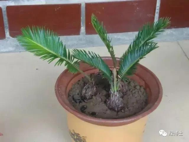 植物不开花黄叶掉叶烂根,植物黄叶烂根急救