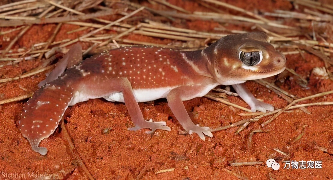 新宠到家,新宠到家注意事项