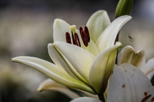 绿色百合的花语,百合与玫瑰花语