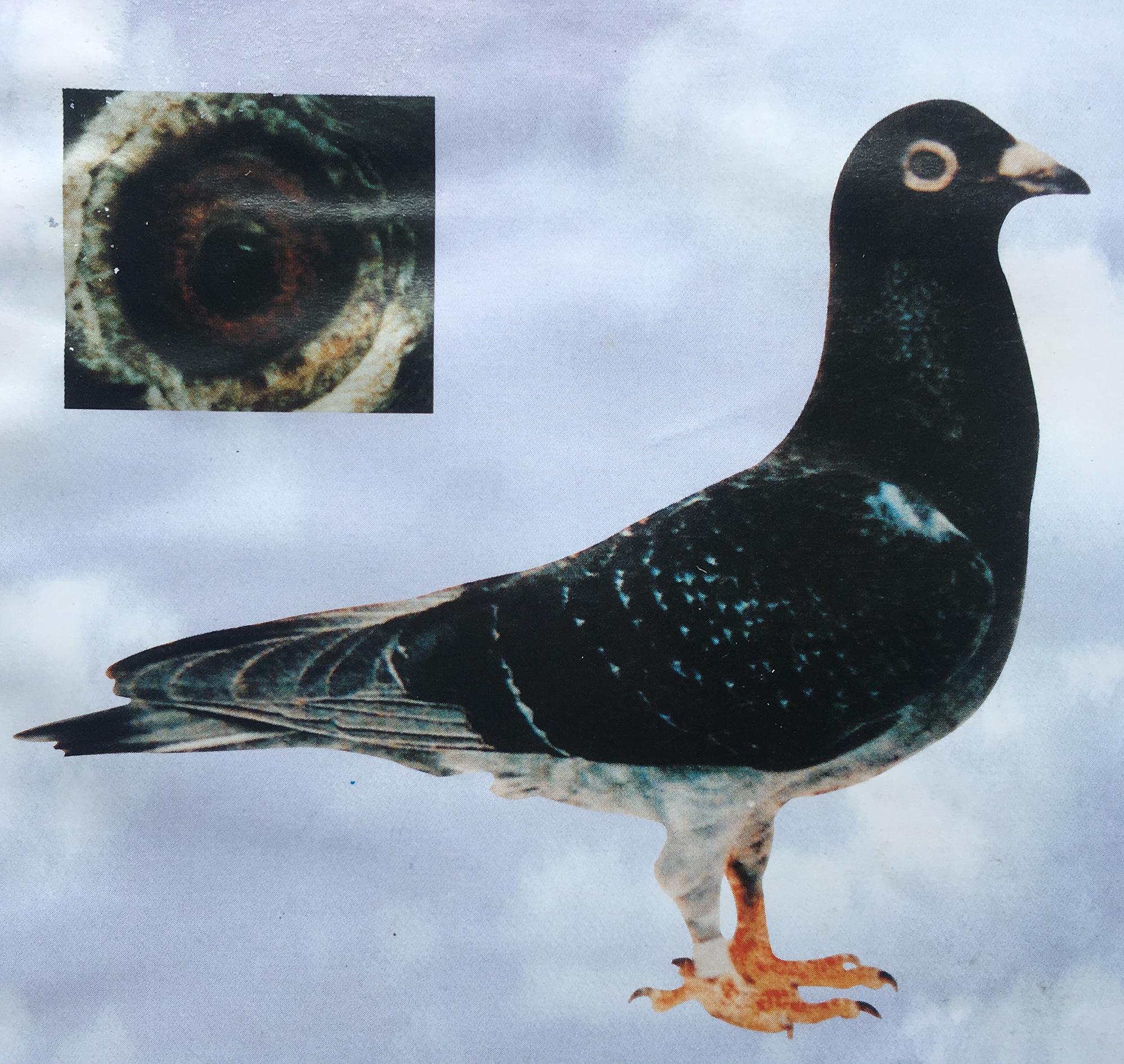 九方皋相马启示,从九方皋相马得到什么启示