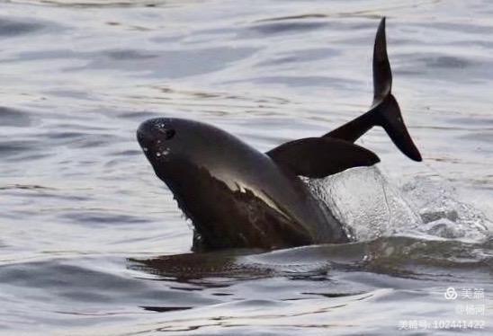 江豚戏水，醉美长江