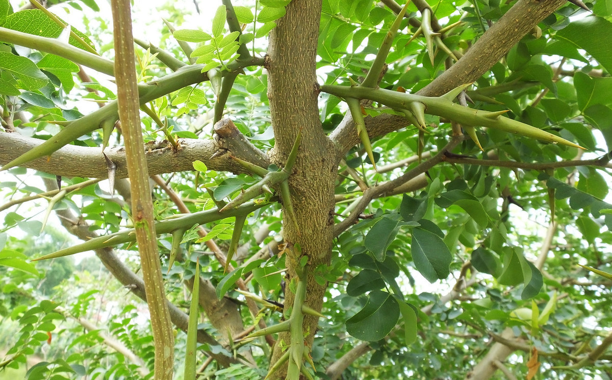 皂角树果实的价值,皂角树有什么用途和价值