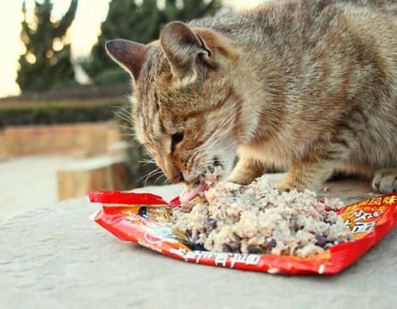 猫咪铲屎官必备常识,铲屎官如何喂猫咪